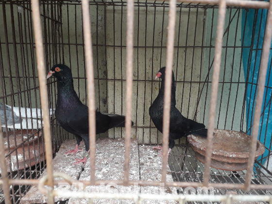 Black Denish pair